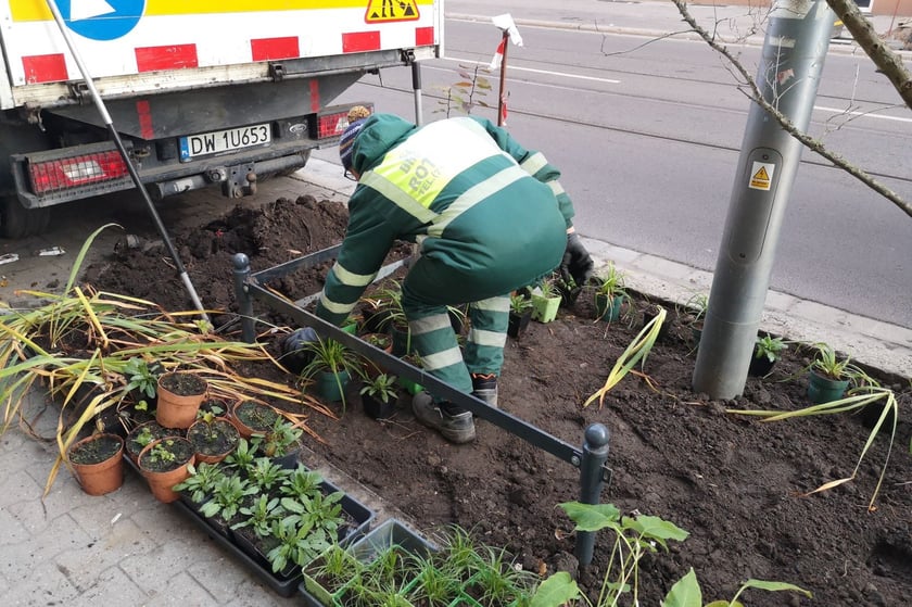 Na zdjęciu nowe nasadzenia przy ul. Chrobrego i Łokietka na wrocławskim Nadodrzu - projekt Zielone Nadodrze