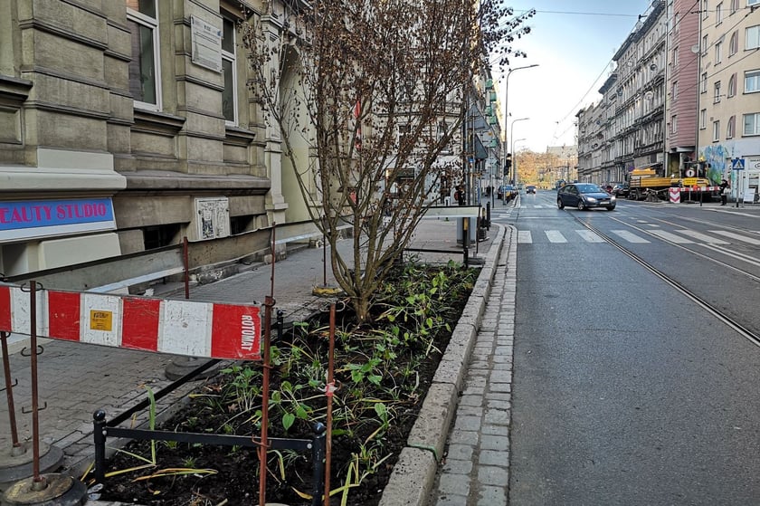 Na zdjęciu nowe nasadzenia przy ul. Chrobrego i Łokietka na wrocławskim Nadodrzu - projekt Zielone Nadodrze