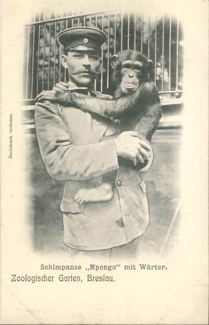 Przedwojenne pocztówki z wrocławskiego zoo