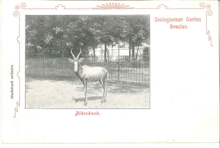 Przedwojenne pocztówki z wrocławskiego zoo