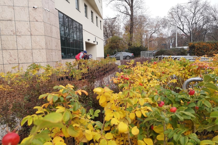 Na zdjęciu widać nowe nasadzenia przy ul. Podwale na placu Orląt Lwowskich we Wrocławiu