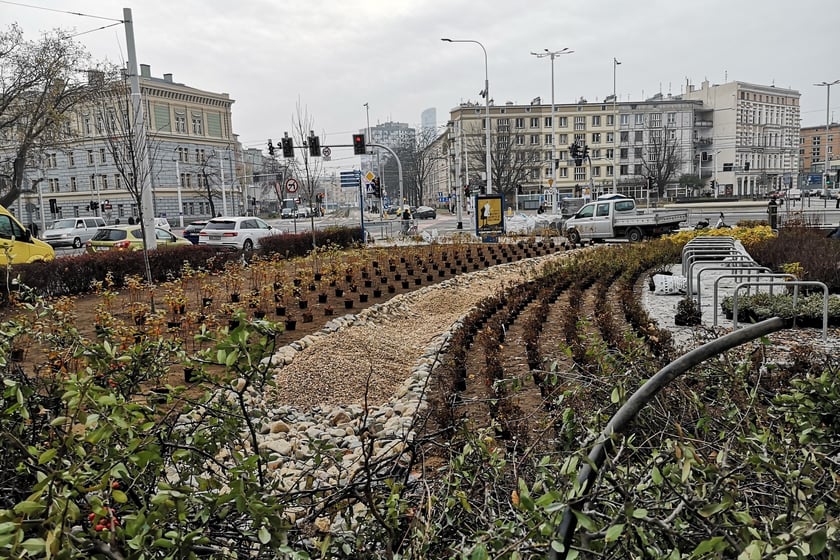 Na zdjęciu widać nowe nasadzenia przy ul. Podwale na placu Orląt Lwowskich we Wrocławiu