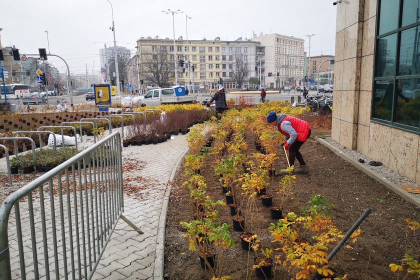 Na zdjęciu widać nowe nasadzenia przy ul. Podwale na placu Orląt Lwowskich we Wrocławiu