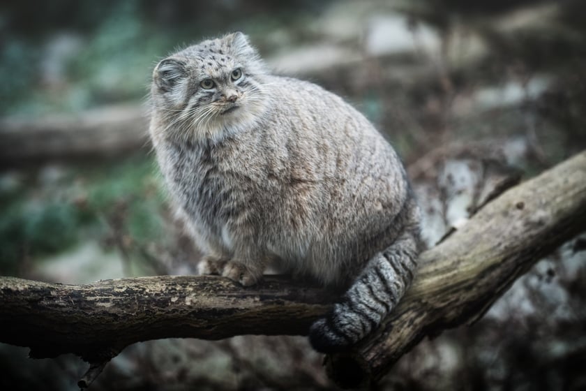 Zwierzęta zimą we wrocławskim zoo