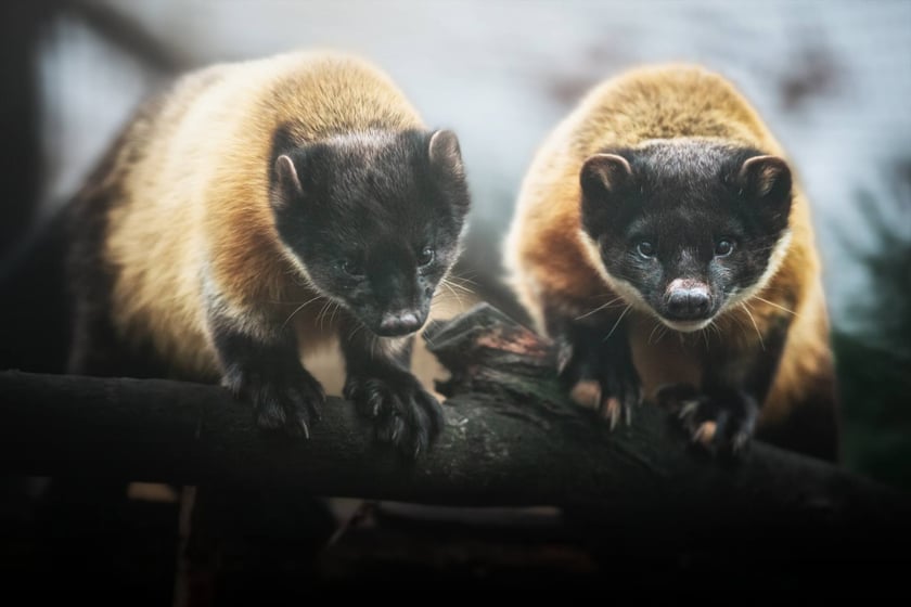 Zwierzęta zimą we wrocławskim zoo