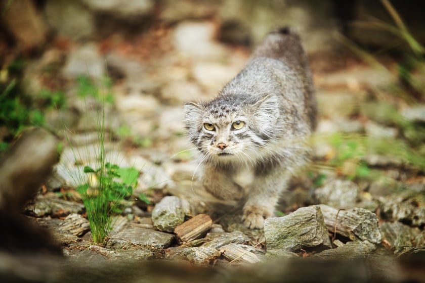 Zwierzęta zimą we wrocławskim zoo