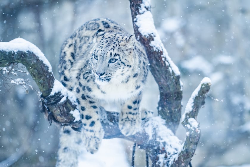 Zwierzęta zimą we wrocławskim zoo