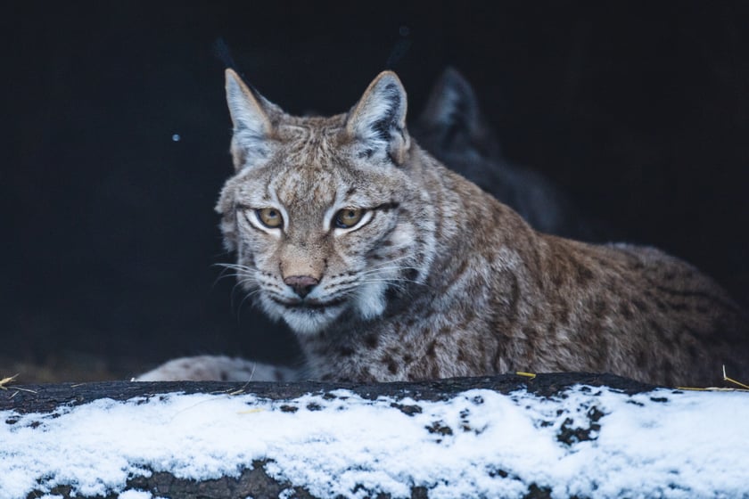 Zwierzęta zimą we wrocławskim zoo