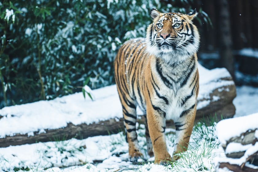 Zwierzęta zimą we wrocławskim zoo