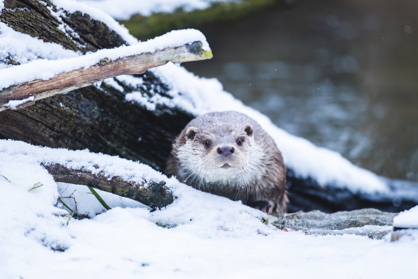 Zwierzęta zimą we wrocławskim zoo
