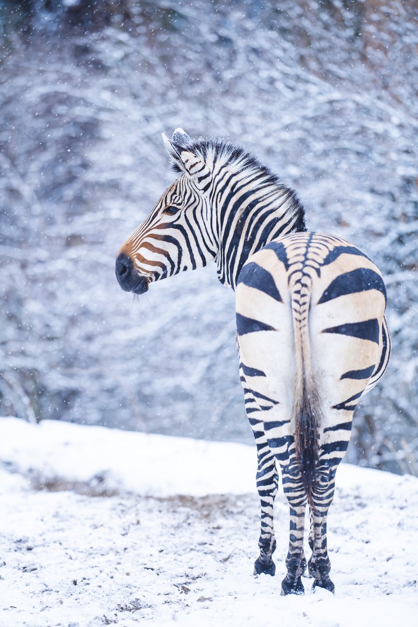 Zwierzęta zimą we wrocławskim zoo