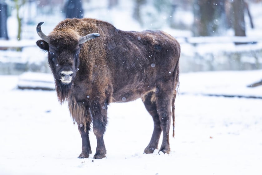 Zwierzęta zimą we wrocławskim zoo