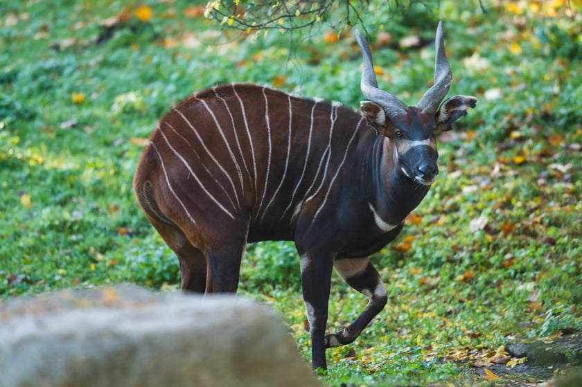 Zoo Wrocław