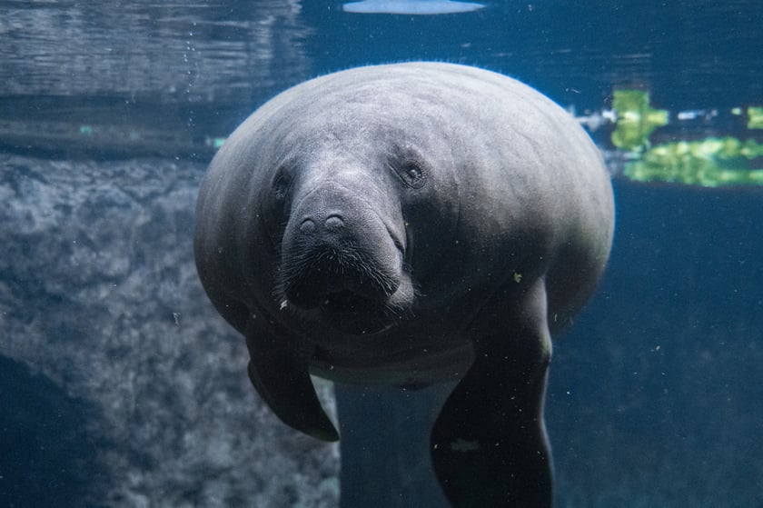 Karmienie manatów we wrocławskim Afrykarium