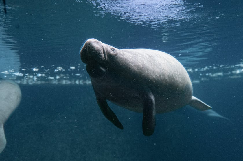 Karmienie manatów we wrocławskim Afrykarium