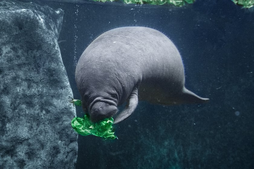 Karmienie manatów we wrocławskim Afrykarium