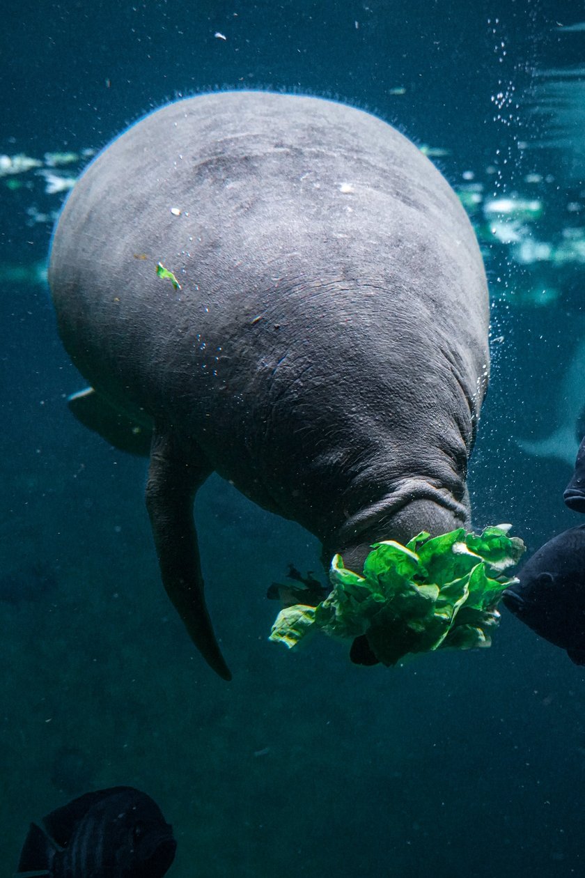 Karmienie manatów we wrocławskim Afrykarium