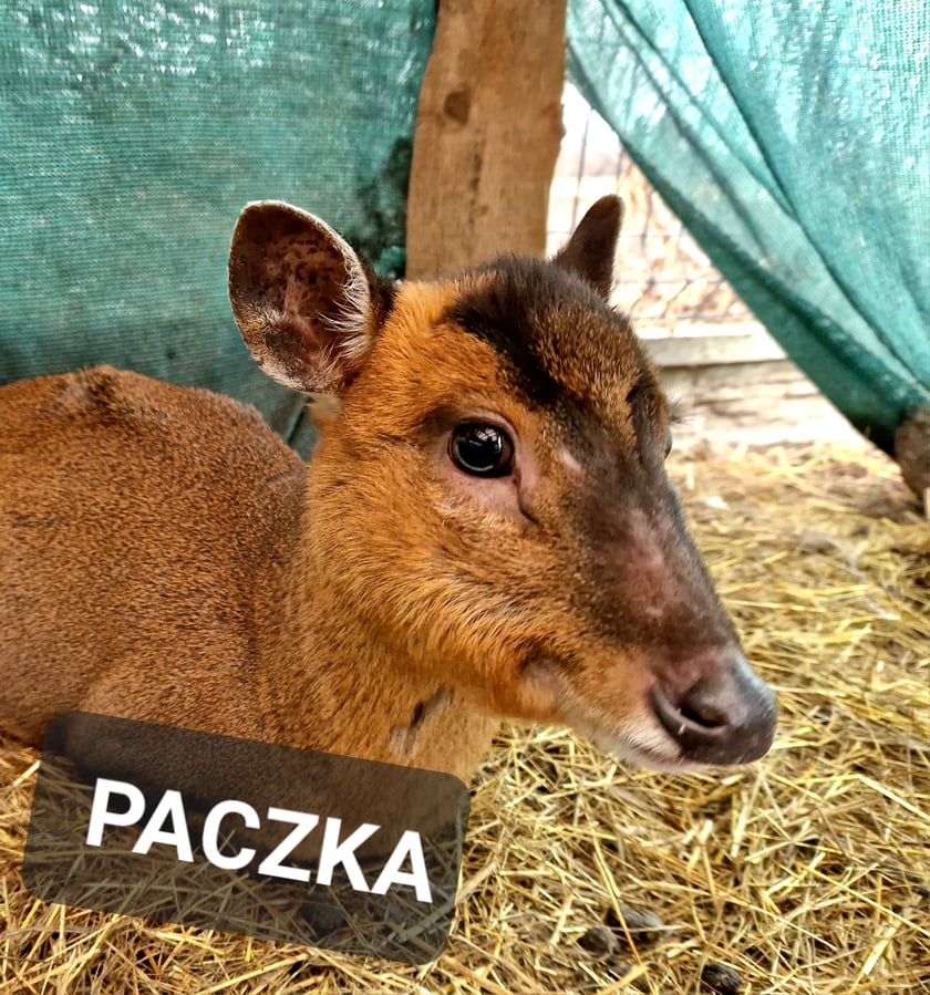 Na zdjęciu mundżak chiński