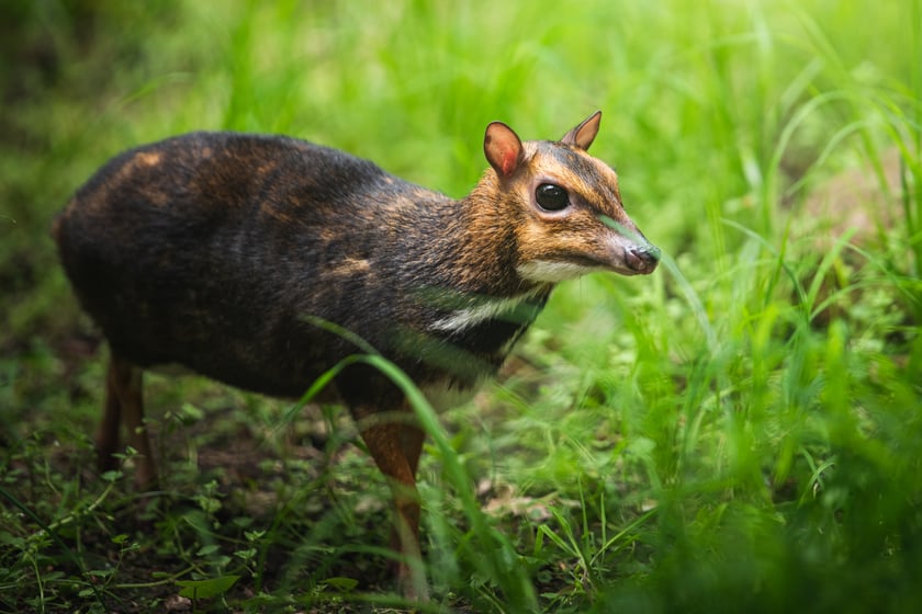 Myszojeleń we Wrocławiu. W ogrodach zoologicznych na całym świecie żyje jedynie 13 osobników tego gatunku, z czego 11 to samice. Na zdjęciu widać myszojelenia