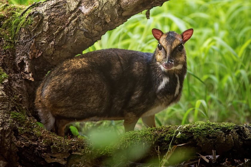 Myszojeleń we Wrocławiu. W ogrodach zoologicznych na całym świecie żyje jedynie 13 osobników tego gatunku, z czego 11 to samice. Na zdjęciu widać myszojelenia