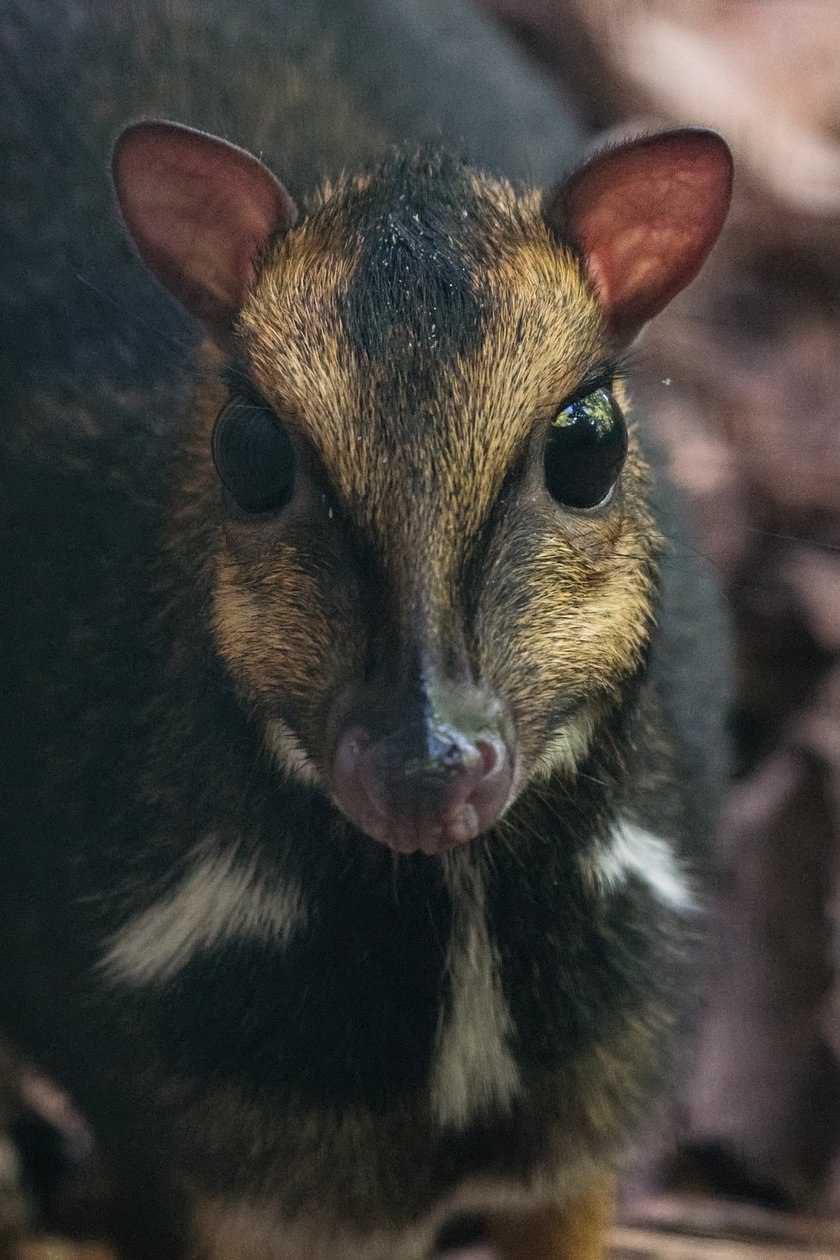 Myszojeleń we Wrocławiu. W ogrodach zoologicznych na całym świecie żyje jedynie 13 osobników tego gatunku, z czego 11 to samice. Na zdjęciu widać myszojelenia