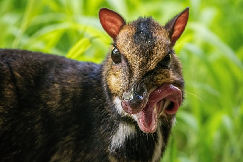 Myszojeleń we Wrocławiu. W ogrodach zoologicznych na całym świecie żyje jedynie 13 osobników tego gatunku, z czego 11 to samice. Na zdjęciu widać myszojelenia