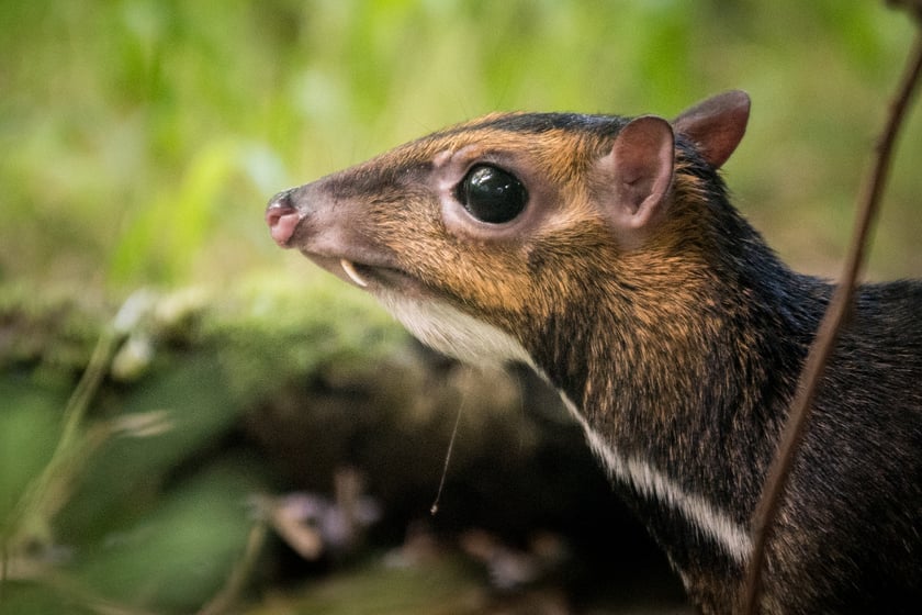 Myszojeleń we Wrocławiu. W ogrodach zoologicznych na całym świecie żyje jedynie 13 osobników tego gatunku, z czego 11 to samice. Na zdjęciu widać myszojelenia