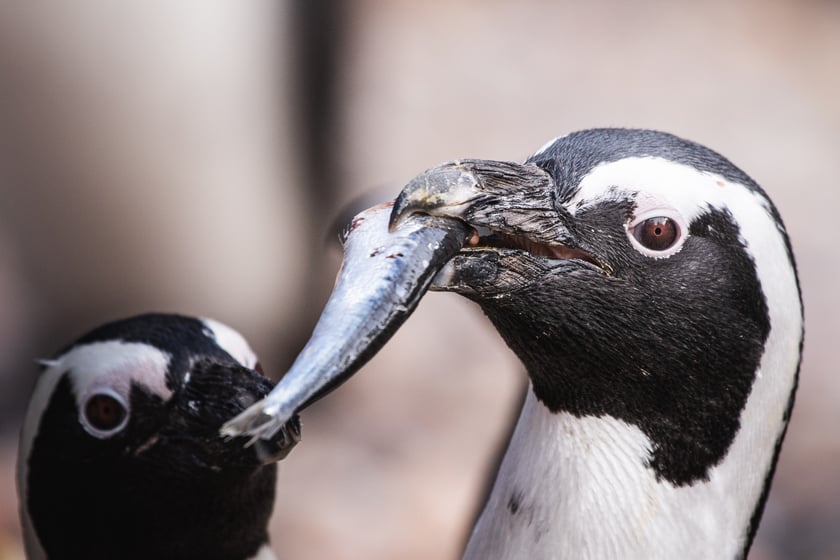 Karmienie zwierząt w Zoo Wrocław