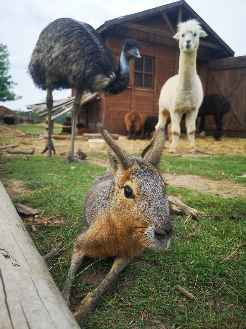 Na pierwszym planie mara o imieniu Mamut. Zwierzęta z azylu Szopowisko pod Wrocławiem
