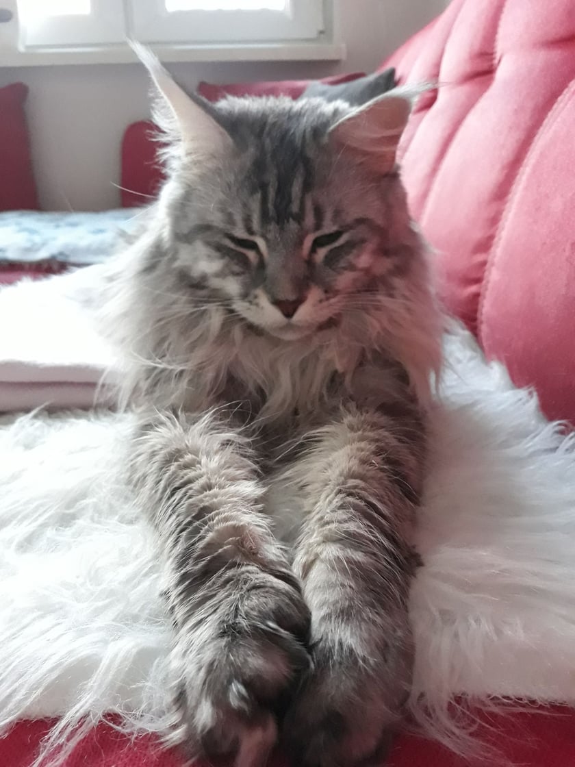 Maine Coon