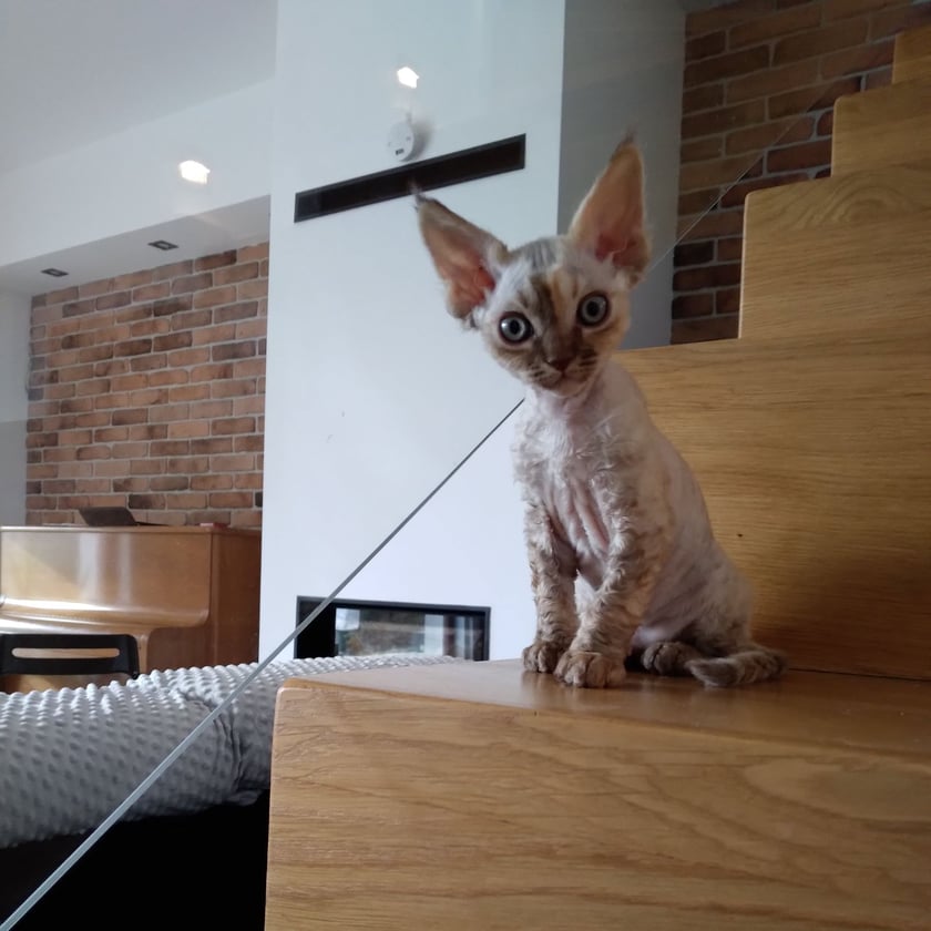 Cudowna kotka rasy Devon Rex. Ma kocie supermoce i patrzy na domownik&oacute;w z wyraźnym przekonaniem, że to my wprowadziliśmy się do niej. Ogon lemura, uszy rysia, oczy niewiniątka.