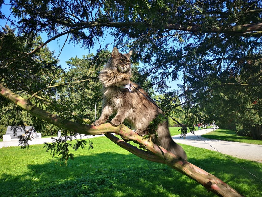 Frodo dostał zadanie zniszczenia tego "jedynego" pierścienia. Lubi spacery po śr&oacute;dziemiu oraz polowanie na gobliny.