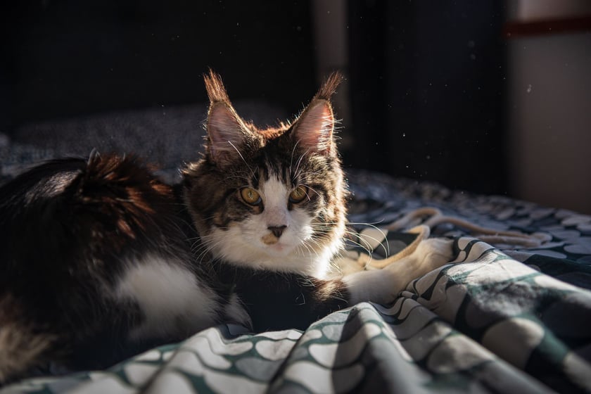 Prześliczna 6-miesięczna kotka rasy Maine Coon.
