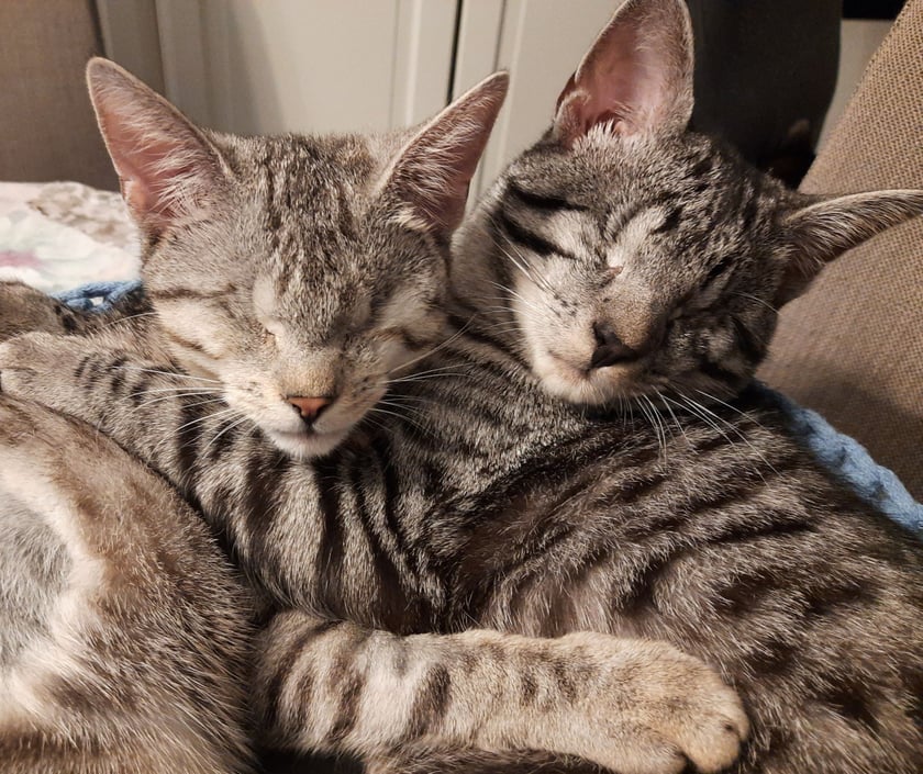 Siostra i brat, dwa piękne kotki niewidome od małego, znalezione gdzieś na działkach. Zawsze razem, są dla siebie wielkim wsparciem. Nauczyły się rozkładu mieszkania na pamięć i świetnie sobie radzą.