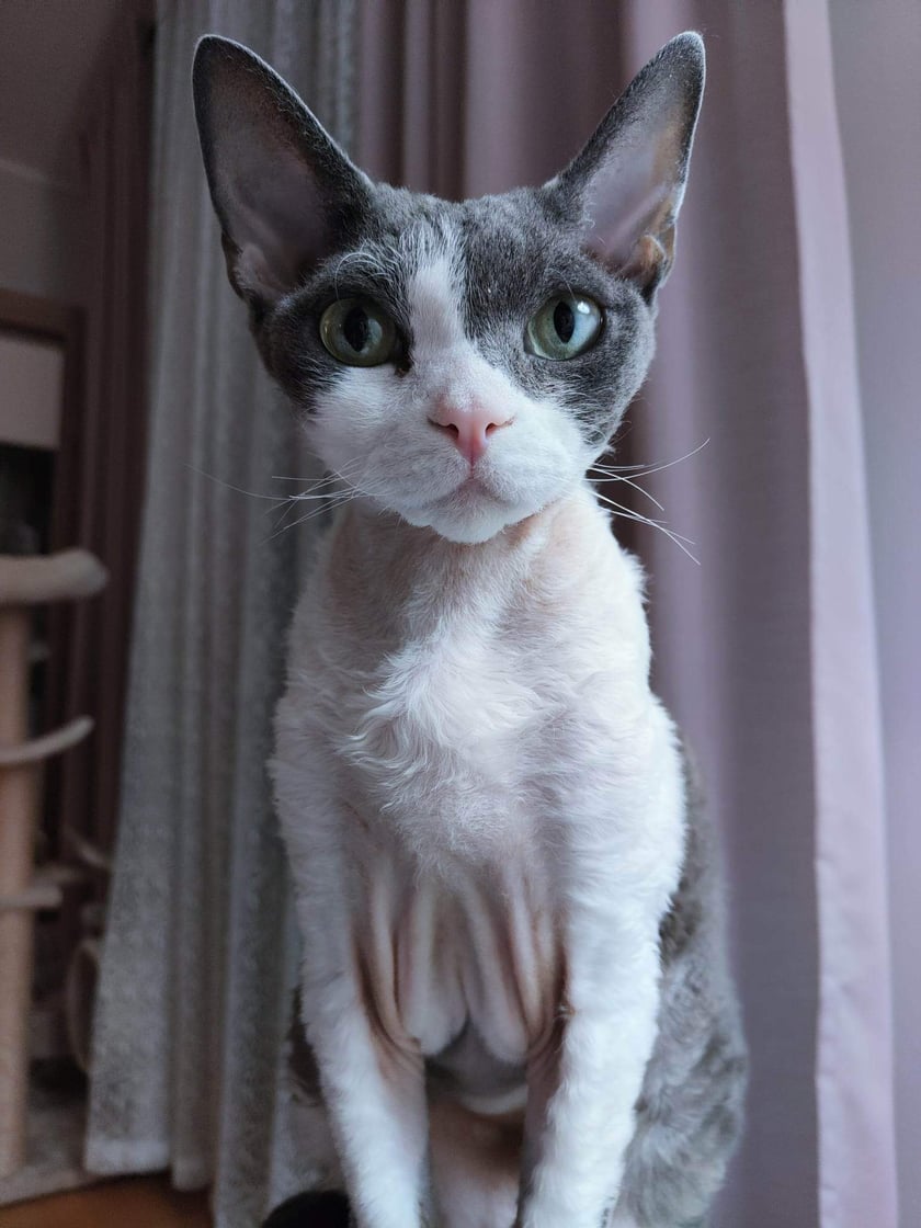 Devon rex