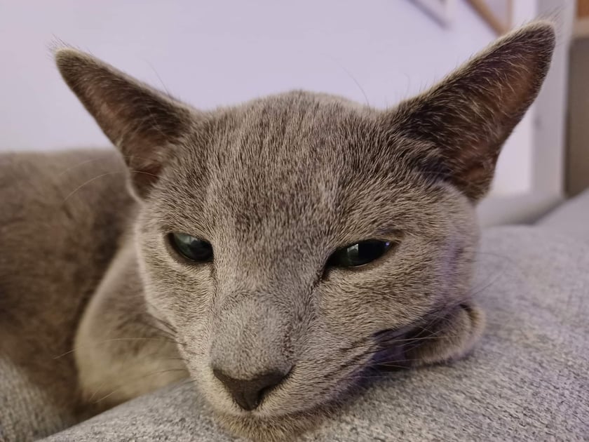 Diuna to 10-miesięczna kotka rasy russian blue. Pochodzi z hodowli z Warszawy. Jest niezwykłym przytuladłem i śpiochem :) Uwielbia chować się po szafkach i szufladach oraz ganiać własny ogonek :)