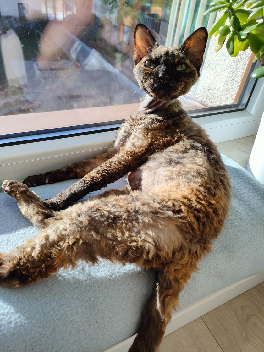 Clio - piękna kocia dama Deovon Rex uwielbia odpoczywać w promieniach słońca.