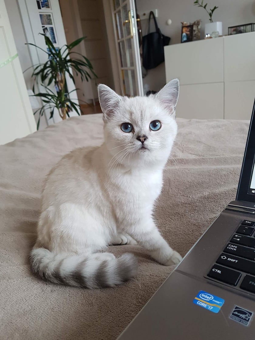 Towarzyski kot, ktory zawsze jest tam, gdzie domownicy. Uwielbia wygrzewac sie na klawiaturze komputera. Rozmowny :)