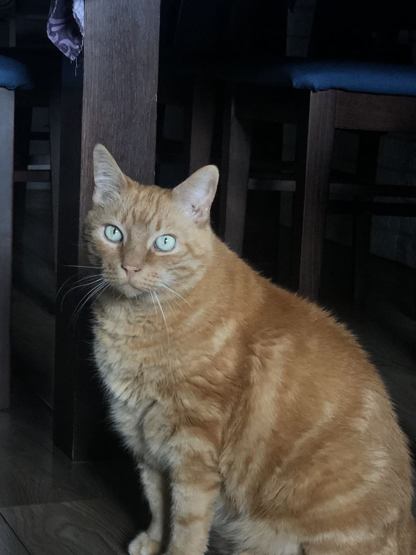 14-letni kot europejski domowy. Spokojny i przyjacielski. Kot rudy z jasnozielonymi oczami.