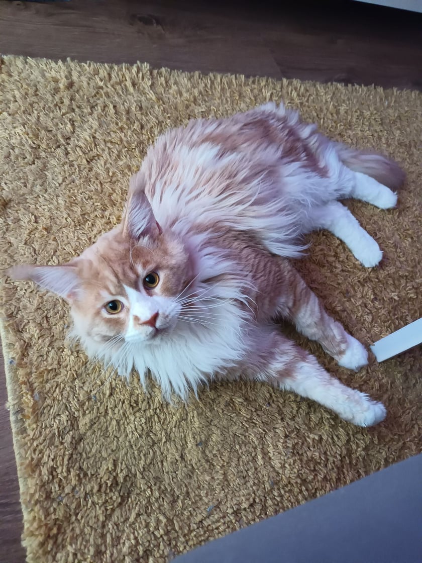 1,5-roczny Maine Coon.