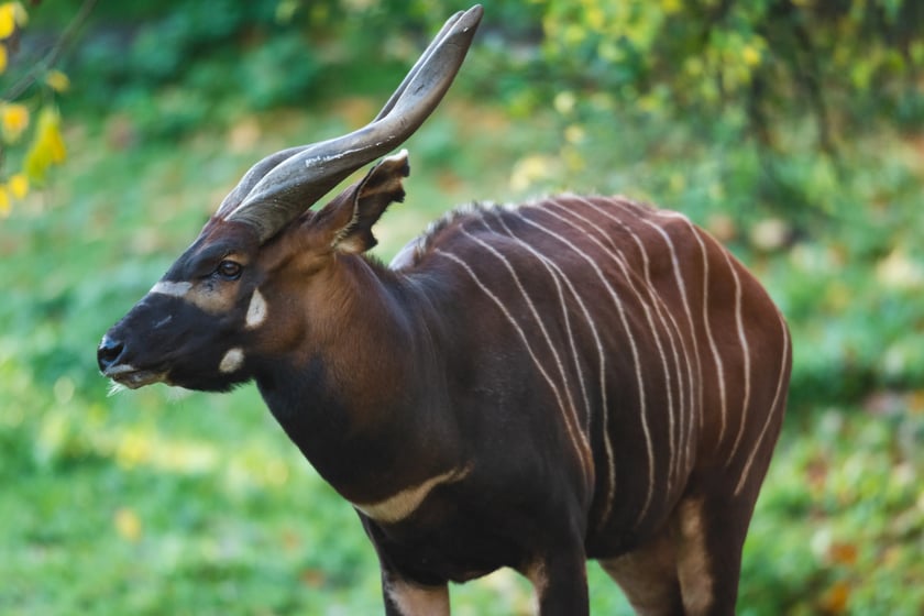 Bongo leśne g&oacute;rskie (Tragelaphus eurycerus isaaci) &ndash; NT (dla Tragelaphus eurycerus) &ndash; około 140 osobnik&oacute;w w naturze 