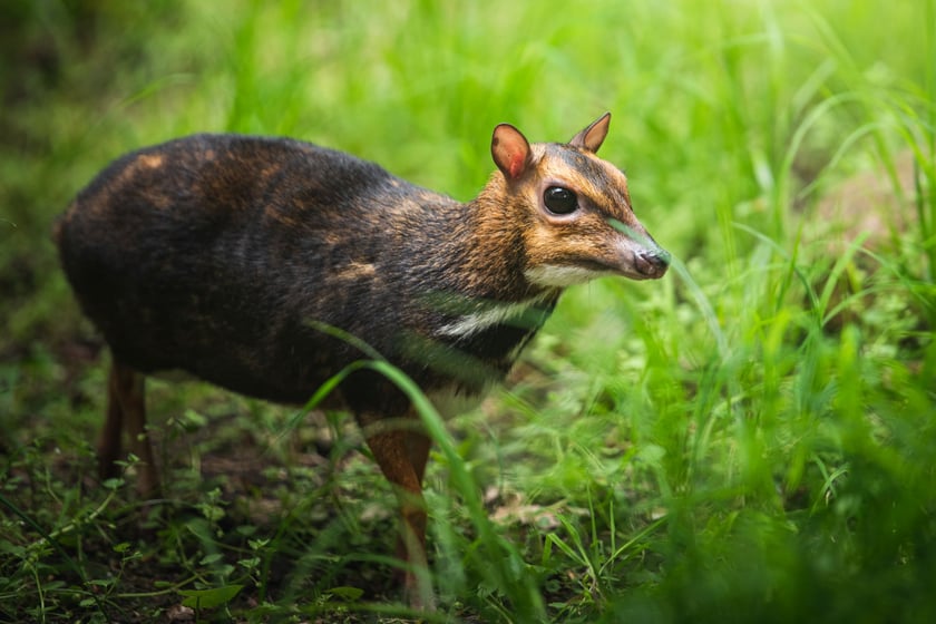 Kanczyl filipiński (Tragulus nigricans) &ndash; EN &ndash; (zagrożony) gatunek, kt&oacute;ry ZOO Wrocław rozmnaża jako jeden z nielicznych ogrod&oacute;w na świecie. Wszystkie osobniki w europejskich ogrodach mają w rodowodzie ZOO Wrocław