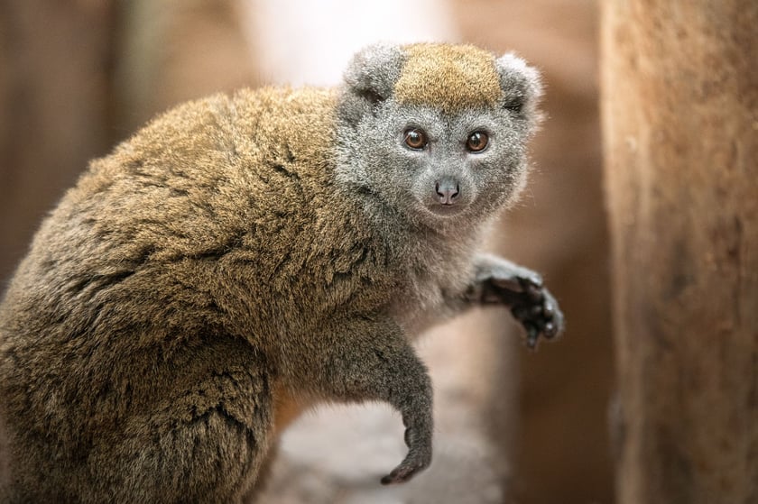 Lemur alaotrański (Hapalemur alaotrensis) &ndash; CR - (krytycznie zagrożony), zamieszkuje porośnięte papirusem brzegi jeziora Alaotra, największego jeziora Madagaskaru. Krytycznie zagrożony wyginięciem, gł&oacute;wnie z powodu przekształcenia teren&oacute;w jego występowania pod rolnictwo.