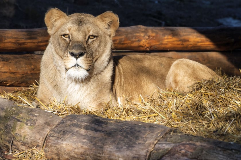 Lew angolski&nbsp;(Panthera leo bleyenberghi) &ndash; VU (dla Panthera leo) 