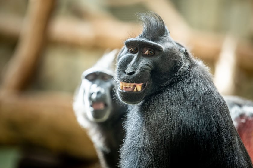 Makak czubaty (Macaca nigra) &ndash; CR - (krytycznie zagrożony). Gatunek ten jest poważnie zagrożony wyginięciem i objęty europejskim programem hodowlanym EEP. ZOO Wrocław prowadzi hodowlę tego gatunku.