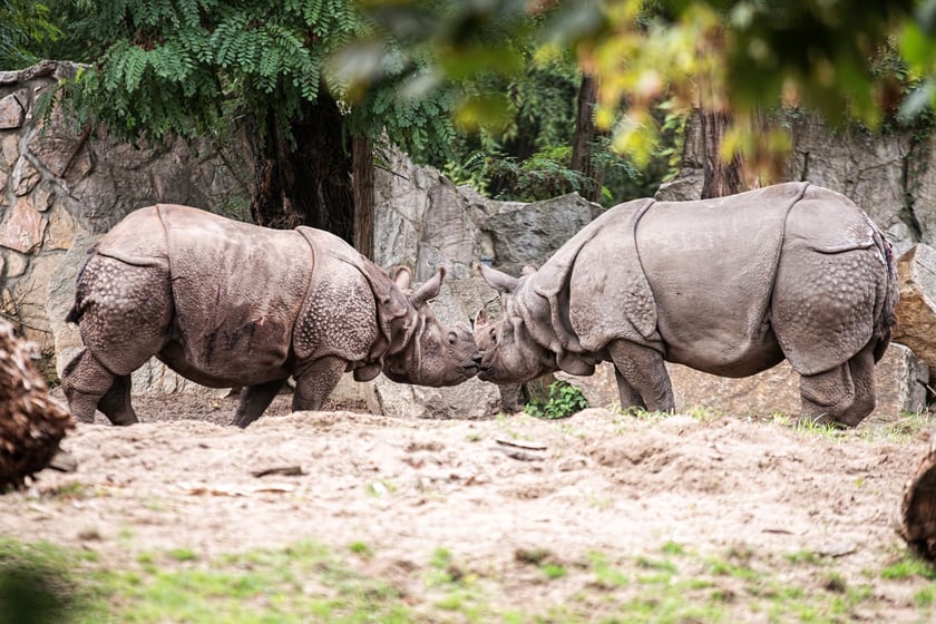 Nosorożec indyjski (Rhinoceros unicornis) &ndash; VU &ndash; około 4 tys. osobnik&oacute;w w naturze. Temu gatunkowi w naturze pomaga Fundacja ZOO Wrocław &ndash; DODO 