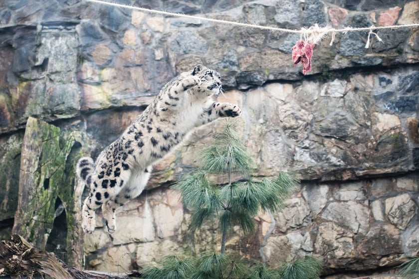 Pantera śnieżna (Panthera uncia) &ndash; VU &ndash; około 5 tys. osobnik&oacute;w w naturze. Temu gatunkowi w naturze pomaga Fundacja ZOO Wrocław &ndash; DODO 