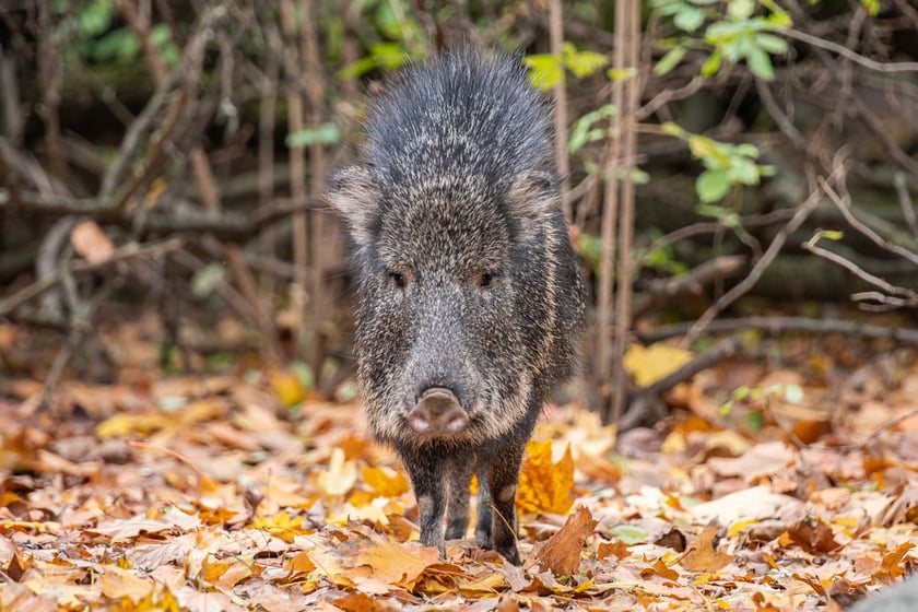Pekari Chaco (Catagonus wagneri) &ndash; EN (zagrożony). Już w momencie odkrycia był to gatunek bardzo rzadki, a sytuacja w naturze stale się pogarsza. Temu gatunkowi w naturze pomaga Fundacja ZOO Wrocław &ndash; DODO&nbsp; 