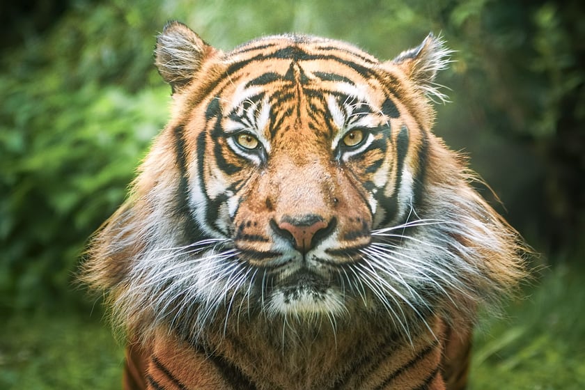 Tygrys sumatrzański (Panthera tigris sumatrae) &ndash; EN (zagrożony) - tylko ok. 400 osobnik&oacute;w żyje w środowisku naturalnym. Temu gatunkowi w naturze pomaga Fundacja ZOO Wrocław &ndash; DODO