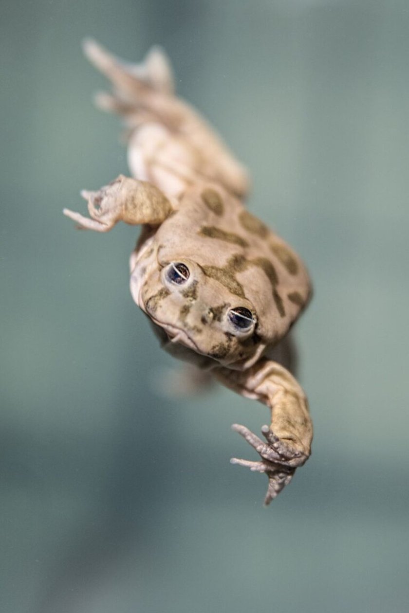 Żaba z Titicaca (Telmatobius culeus) &ndash; EN (zagrożony)